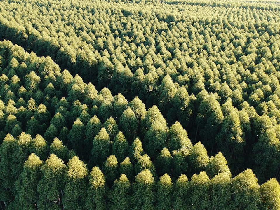 Drone Agriculture